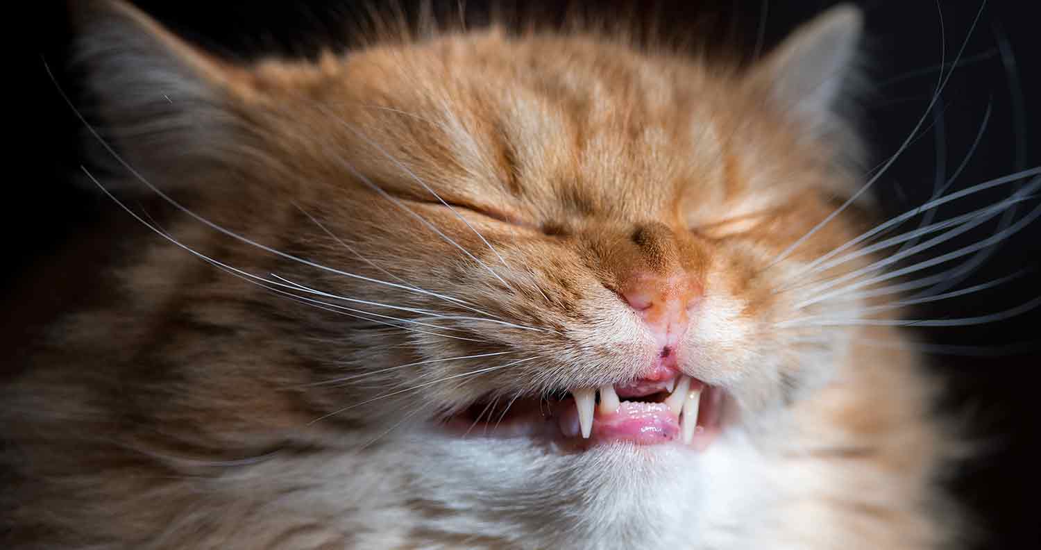 My cat keeps sneezing but seems fine