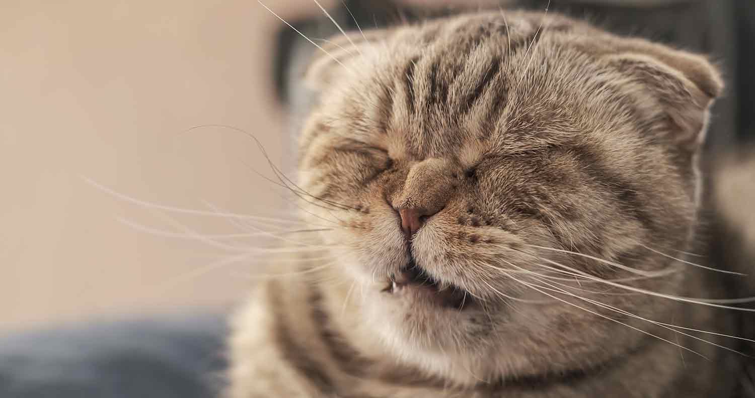 Why do cats sneeze