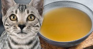 best-bone-broth-for-cats