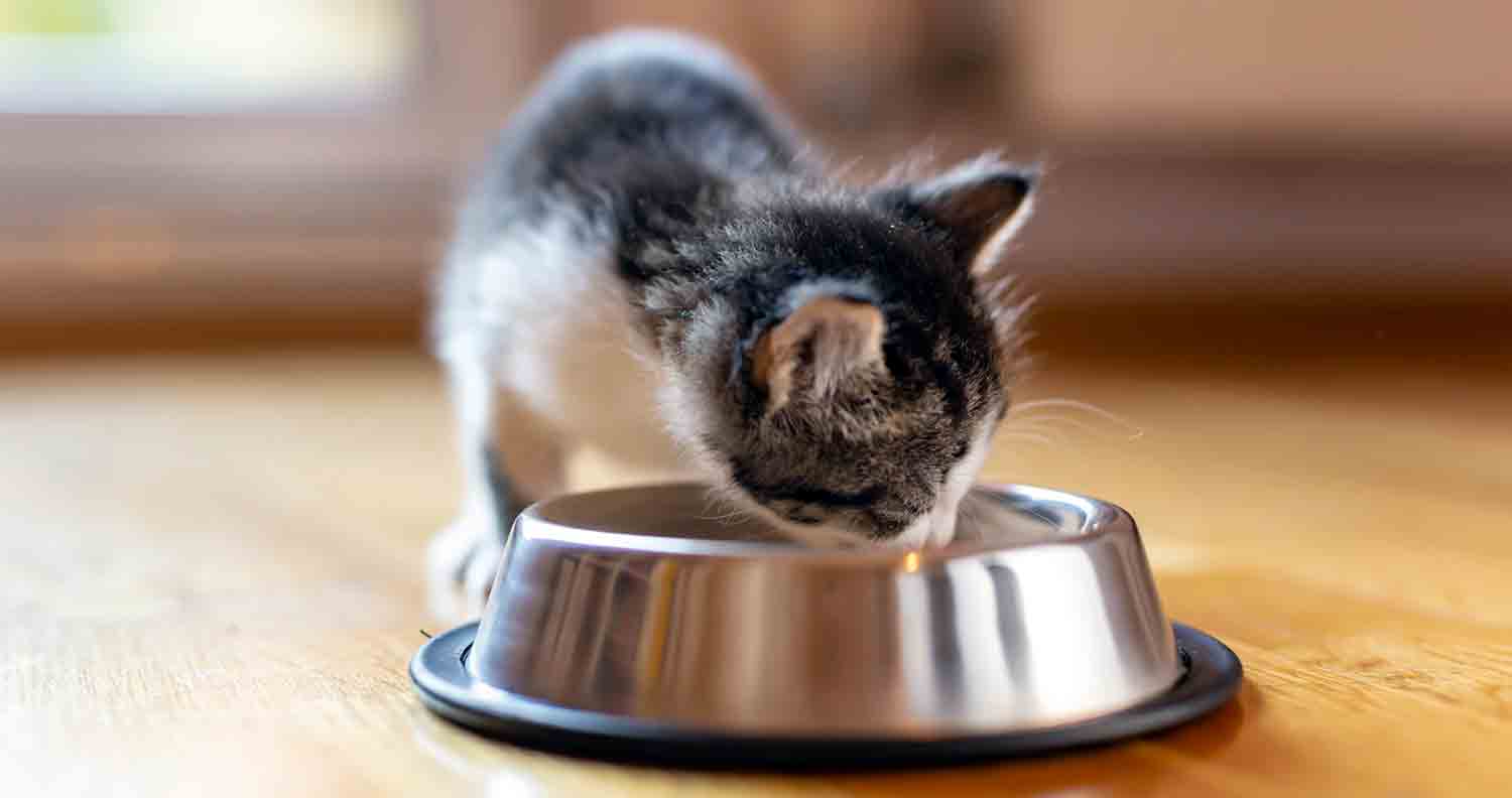 best-kitten-dry-food