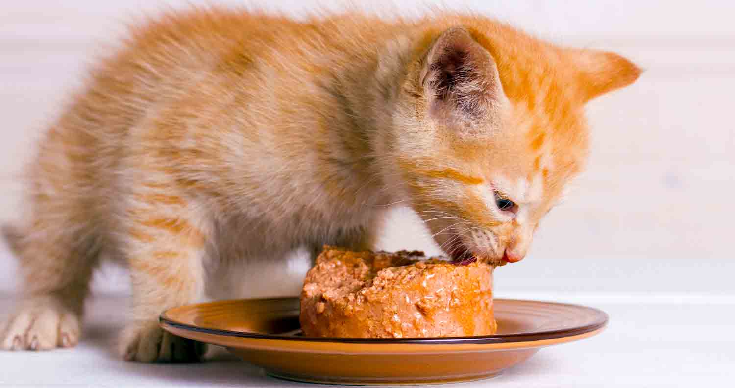 best-wet-kitten-food