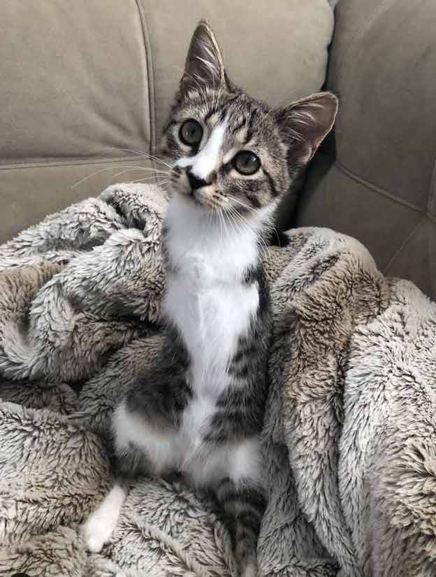 cat with two legs