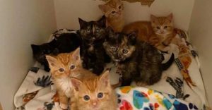 seven tiny kittens