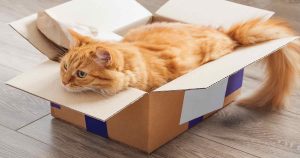 why do cats like boxes
