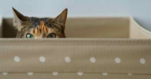 Why Do Cats Like Boxes? (6 Reasons Cats Love Boxes) - We Love Cats and ...