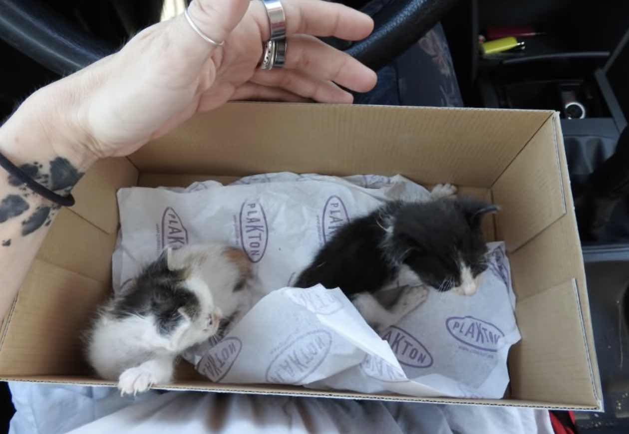 baby kittens in box
