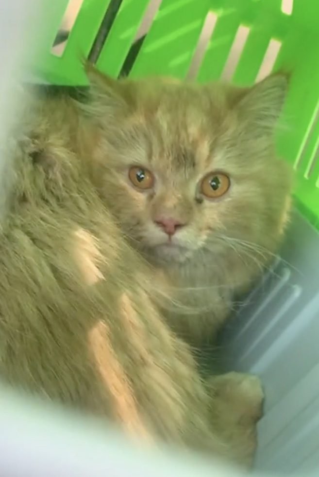 Disabled Stray Cat Begged Passers By for Help, Then a Kind Lady Came to ...