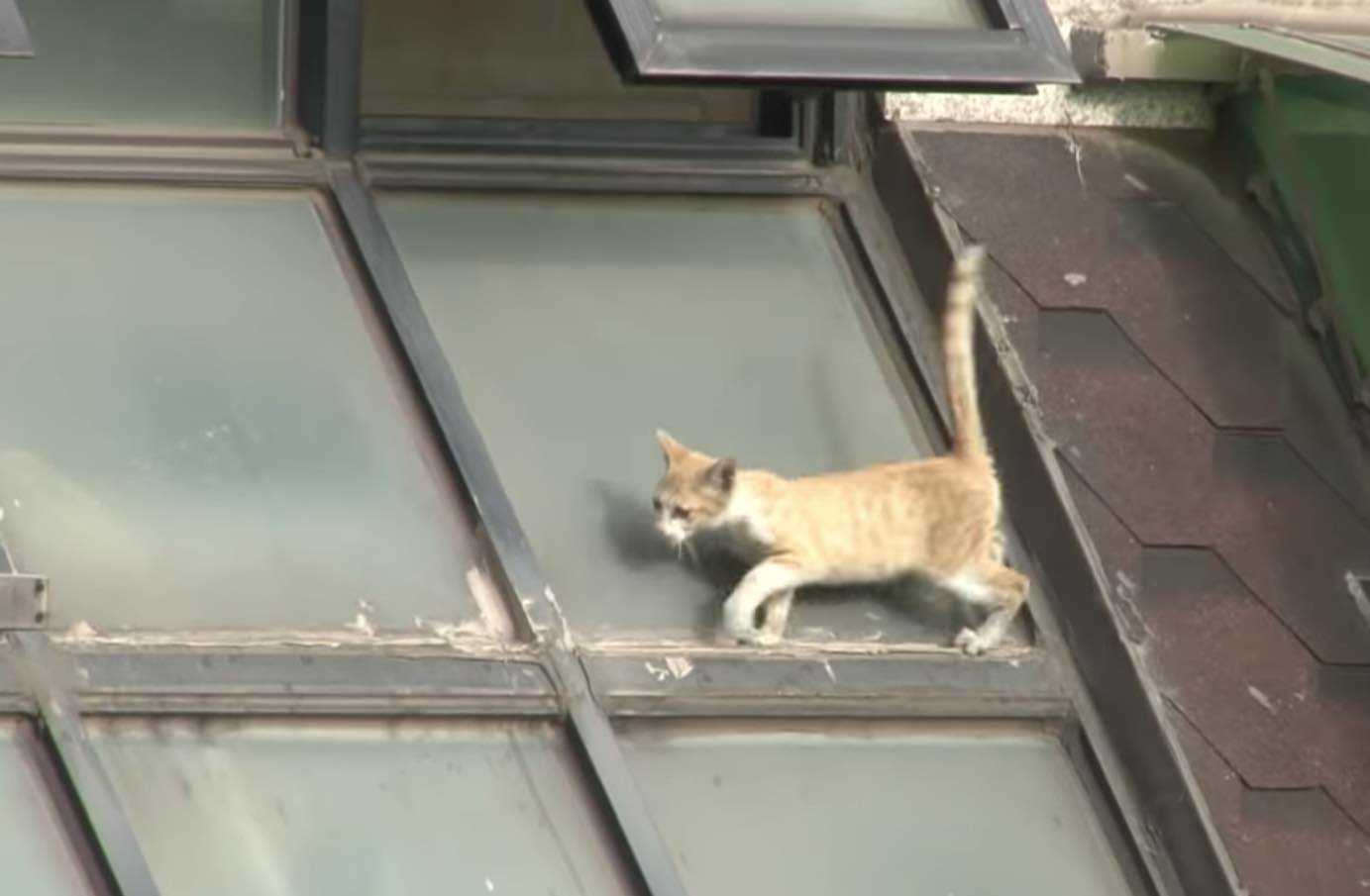 kitten on roof 1