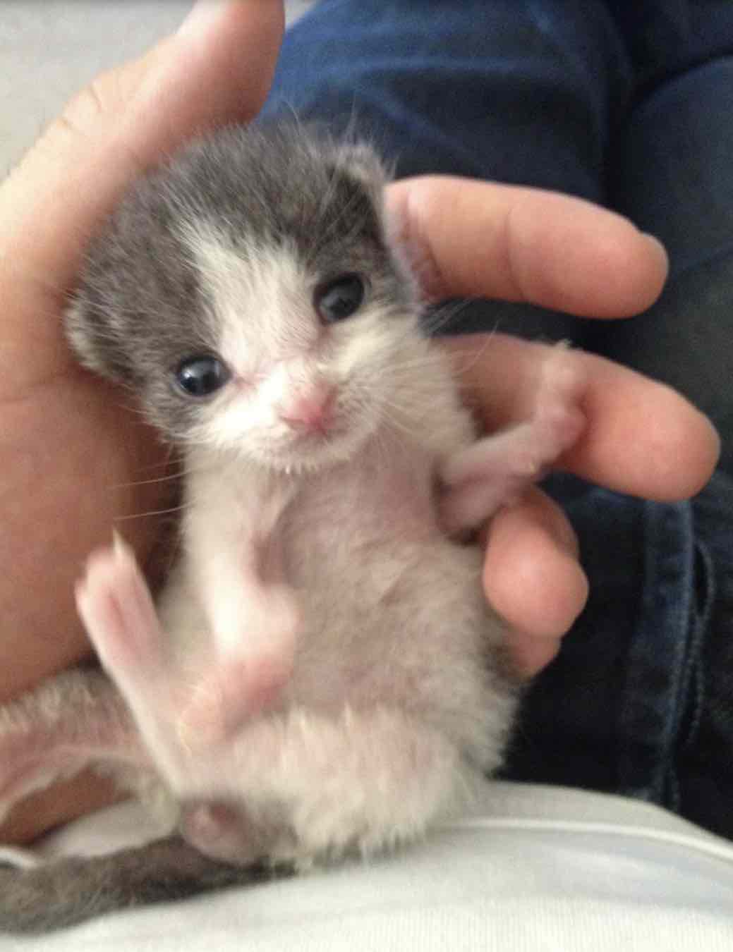 orphaned kitten 2