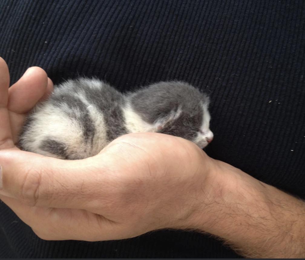 orphaned kitten