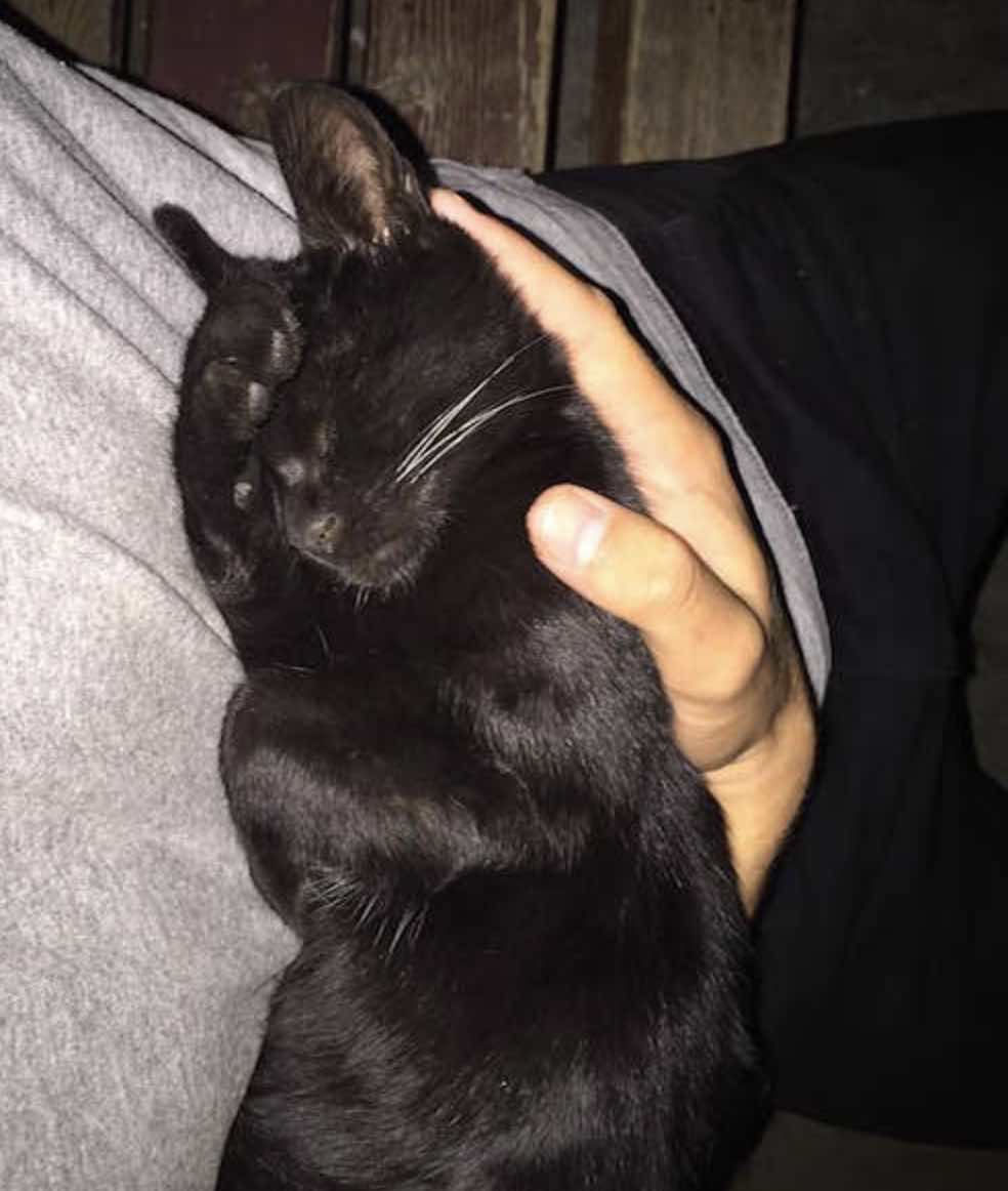 black kitten asleep