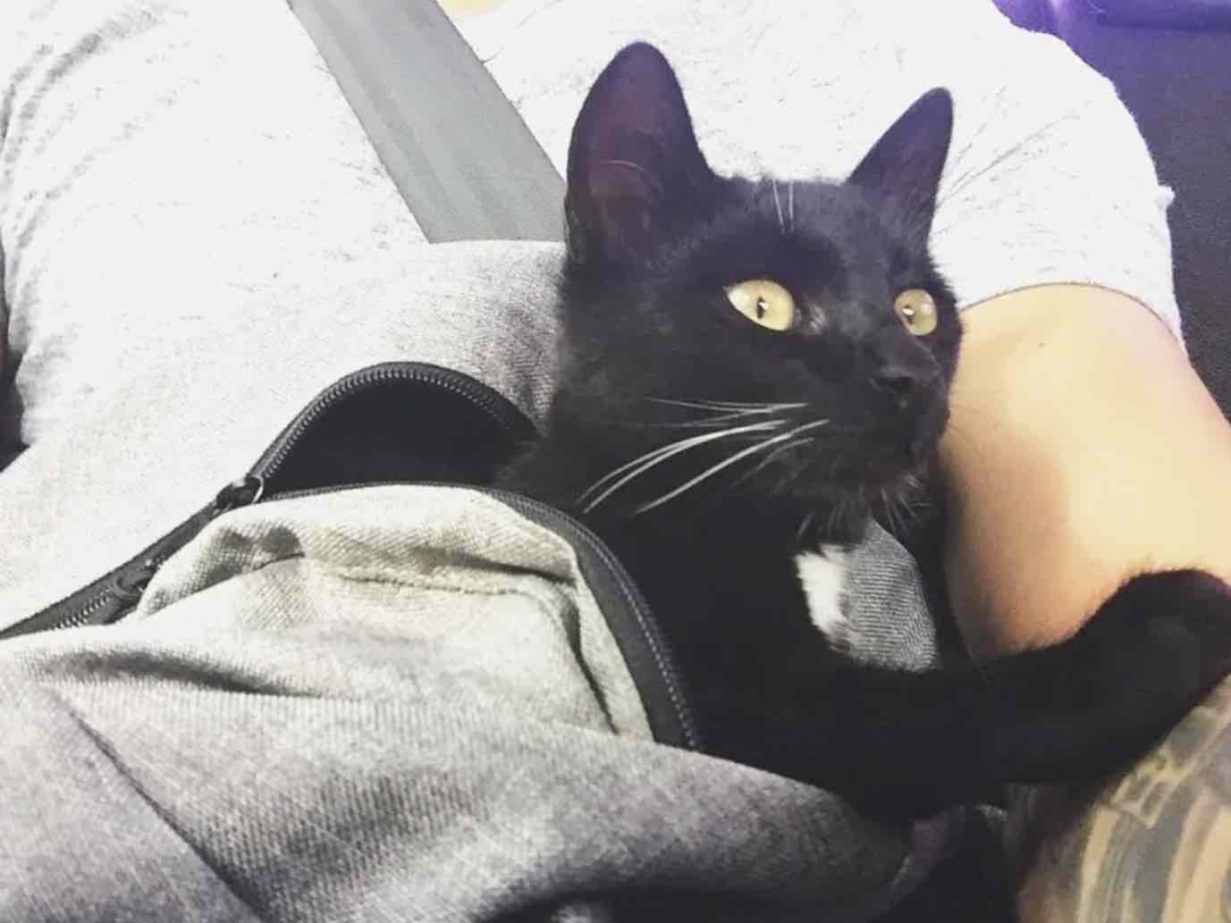 black kitten in bag