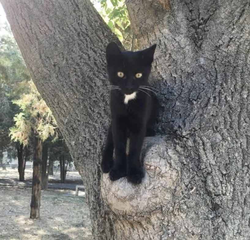 black kitten in tree