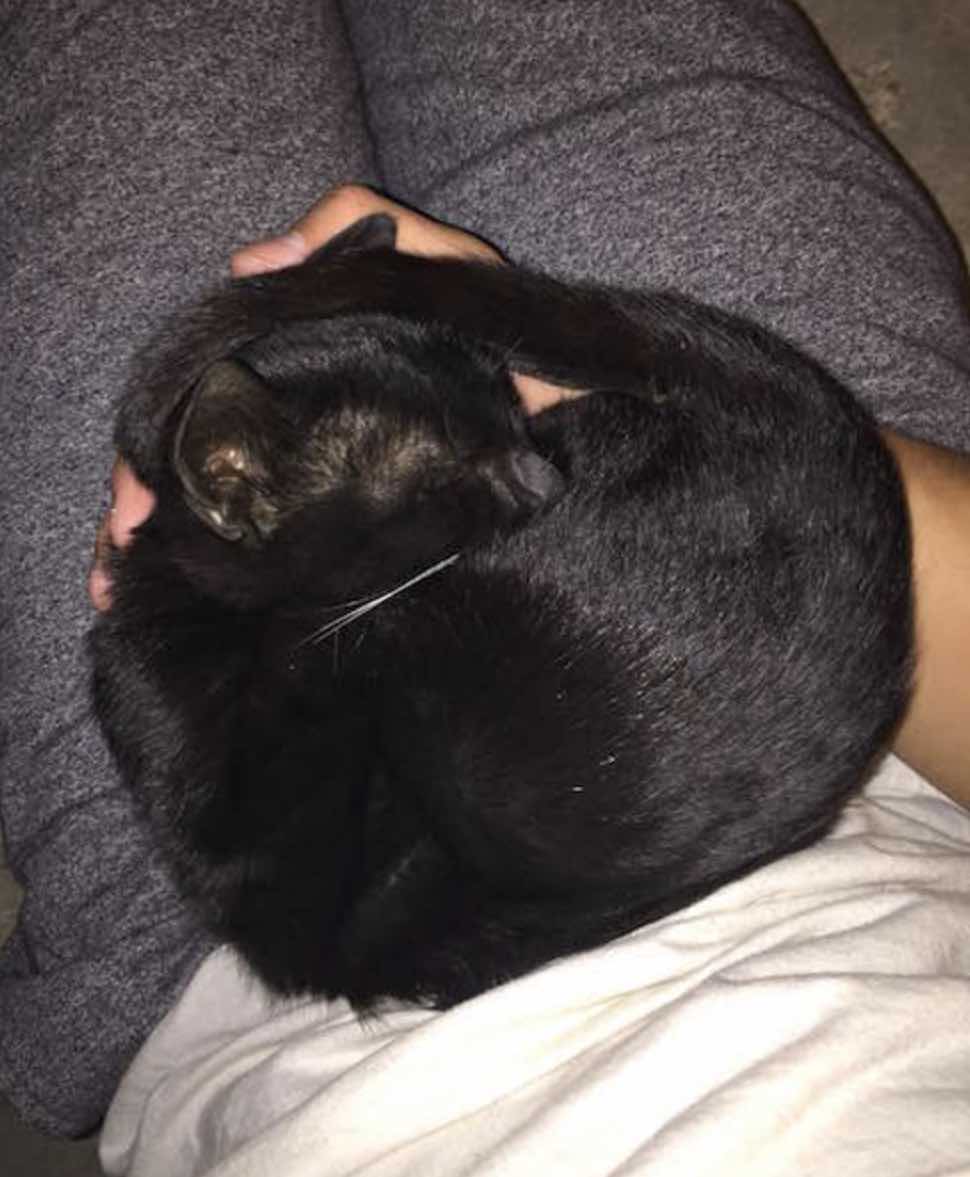 black kitten on lap