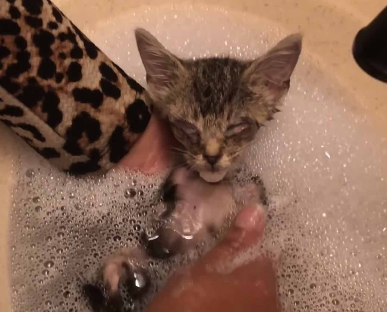 blind cat in bath