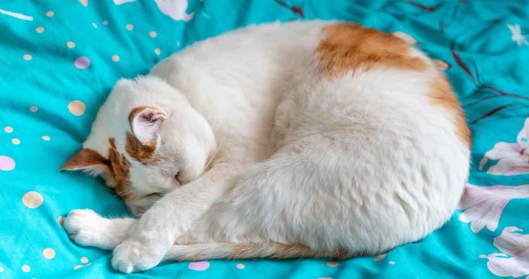 Cat Sleeping Positions: What Do They Mean? - We Love Cats and Kittens