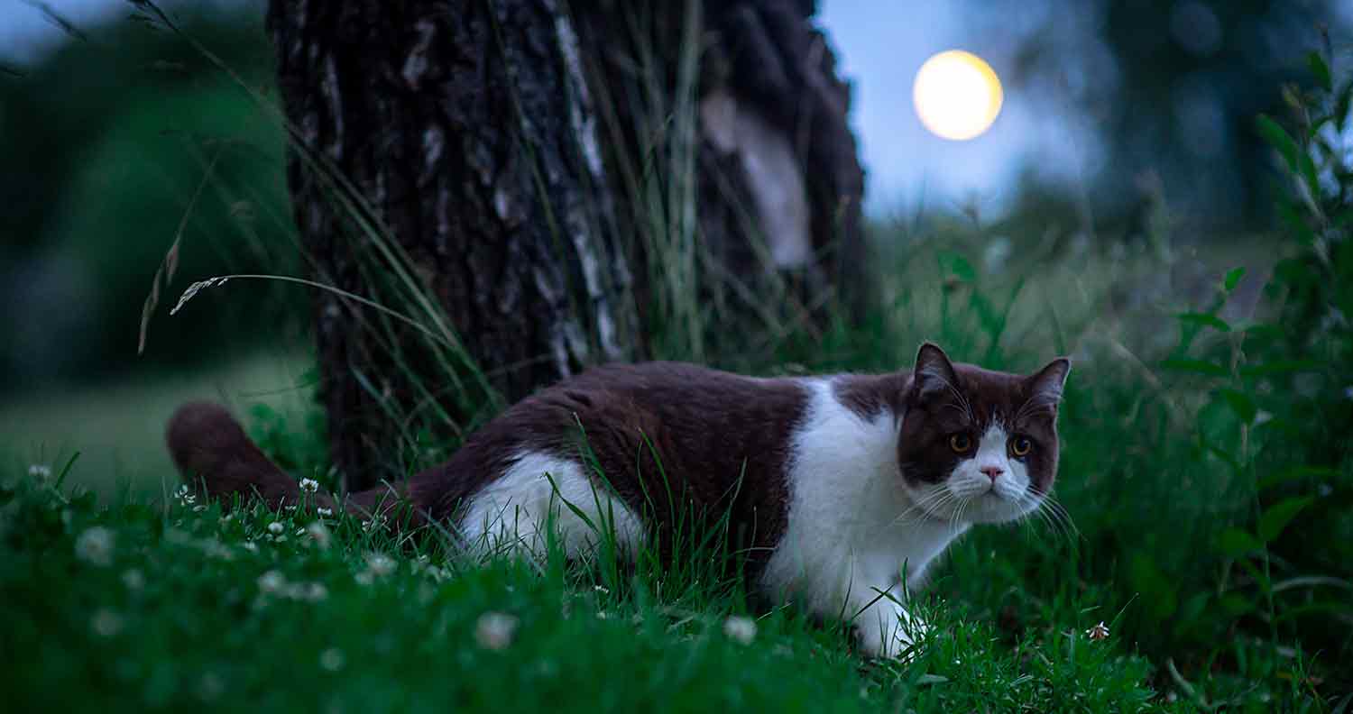 cats nocturnal