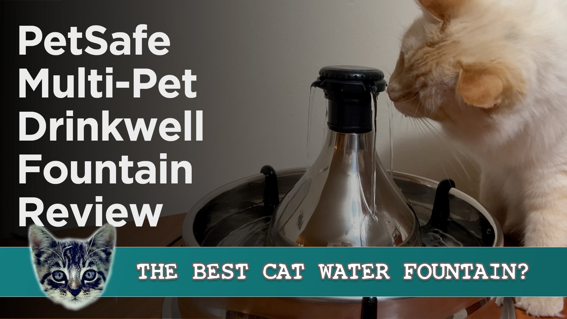 Should You Get A Cat Water Fountain? : Why It's a Good Idea!