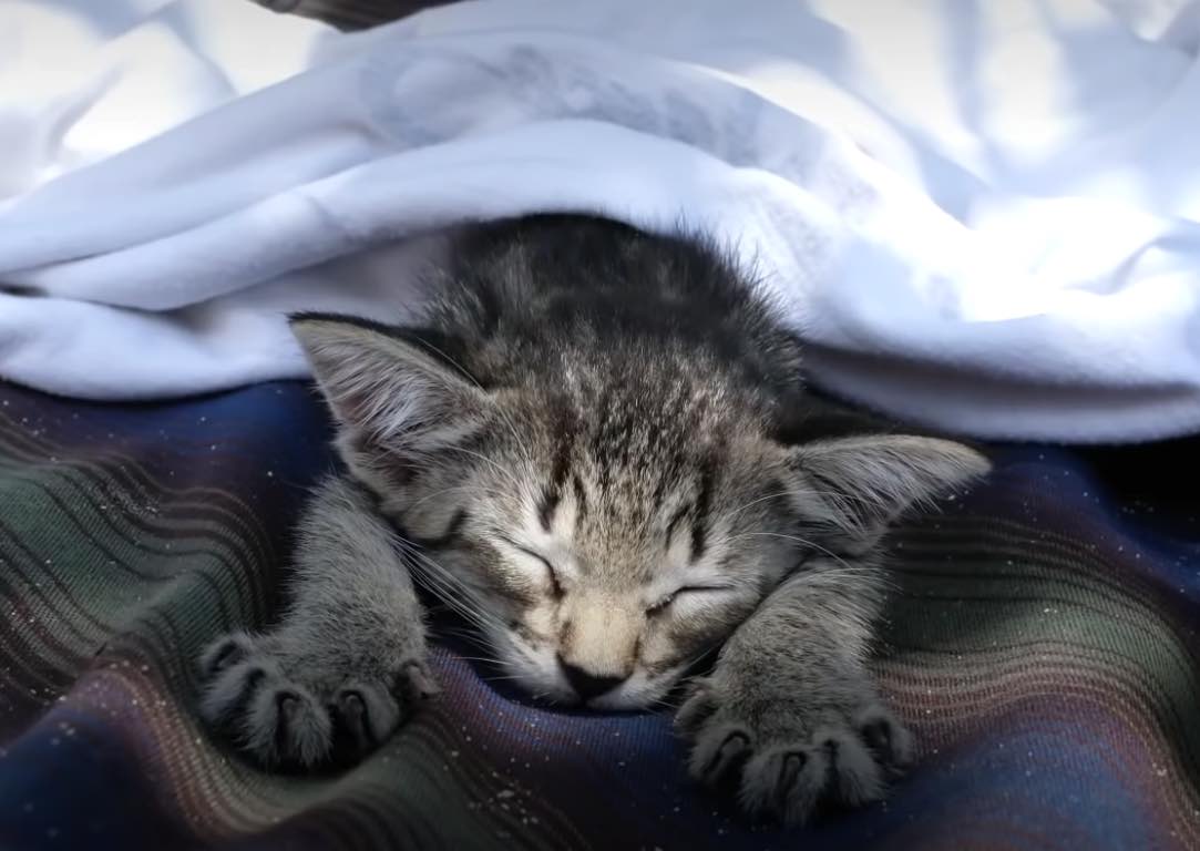 rescued kitten with towel