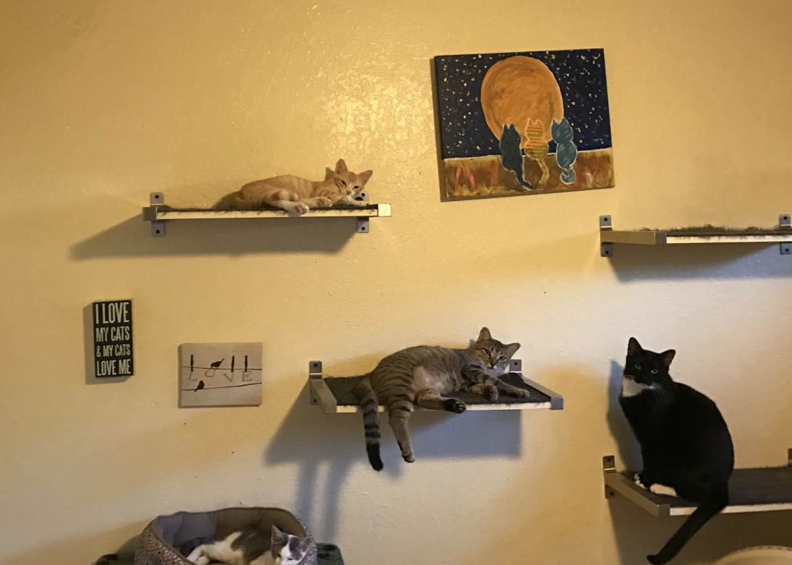 shelf cats