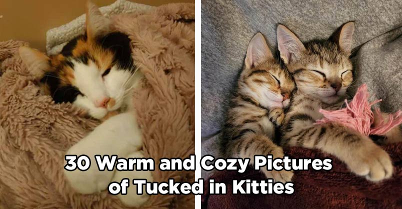 30 Warm and Cozy Pictures of Tucked in Kitties - We Love Cats and