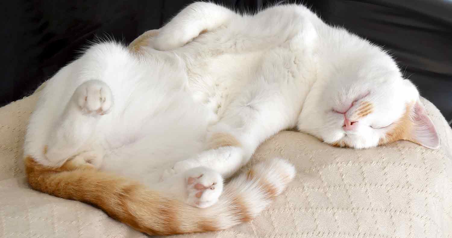 Why Do Cats Sleep So Much Understanding A Cats Sleeping Habits We Love Cats And Kittens 9687