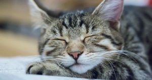 why do cats sleep so much