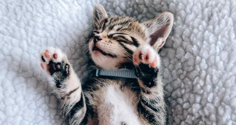 Why Do Cats Sleep So Much? (Understanding a Cat’s Sleeping Habits) - We ...