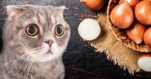 Can cats eat onions