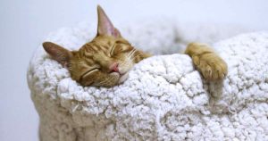 best calming cat bed