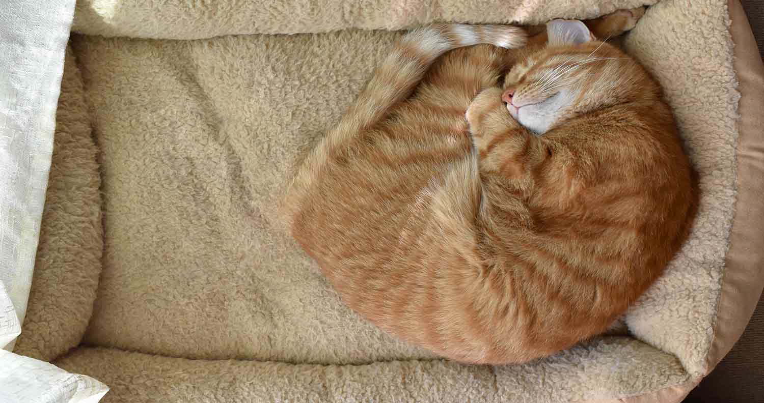 budget cat bed