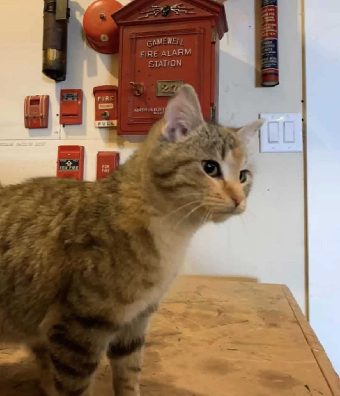 cat at fire station