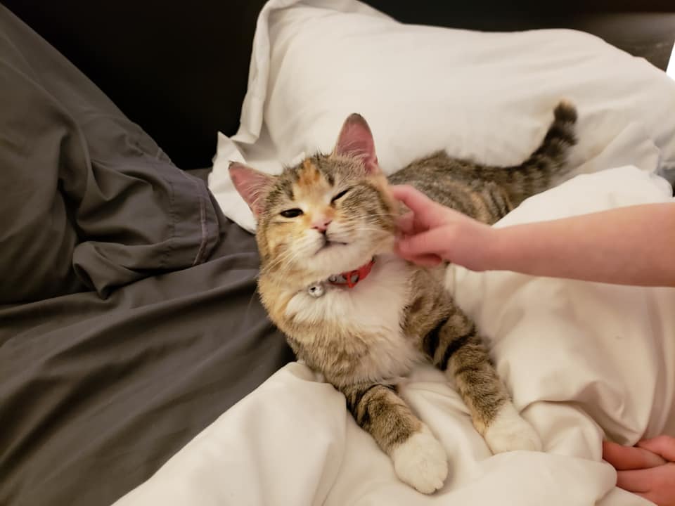 ember petted