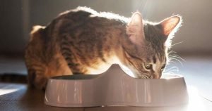 freeze dried cat food