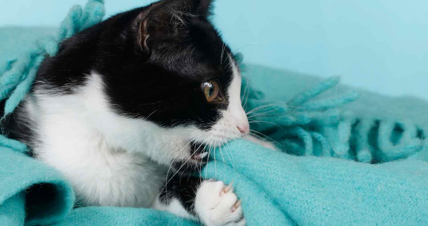 kitten sucking on blanket