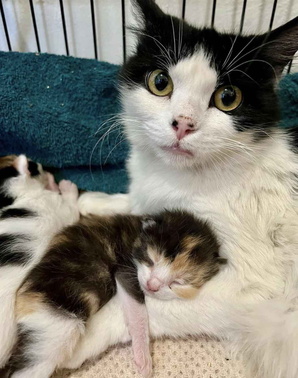 Young Cat Mom is Rescued From Parking Lot with Five Newborn Babies - We ...