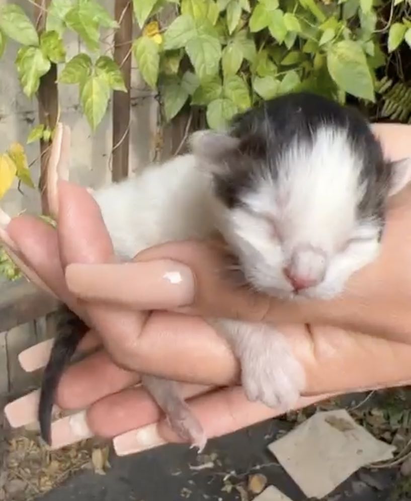 newborn kitten 1
