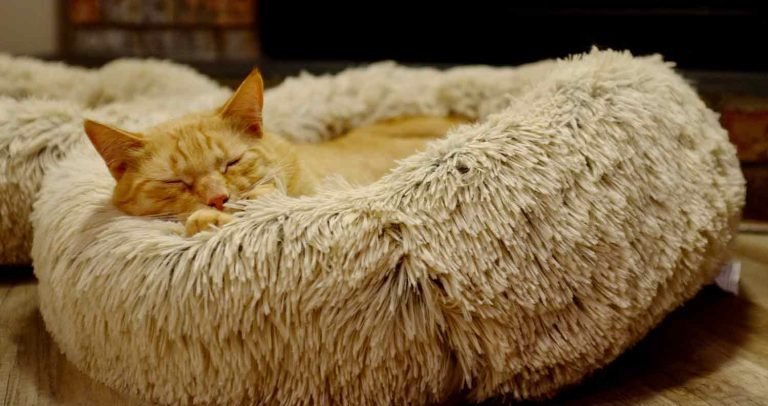 Image showcasing 14 Best Self Warming Cat Beds (2024): Self-Heated Picks For Chilly ...