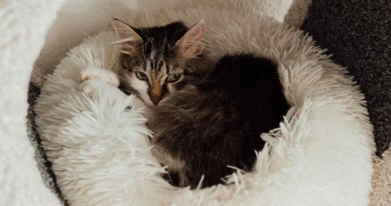 Image showcasing 14 Best Self Warming Cat Beds (2024): Self-Heated Picks For Chilly ...