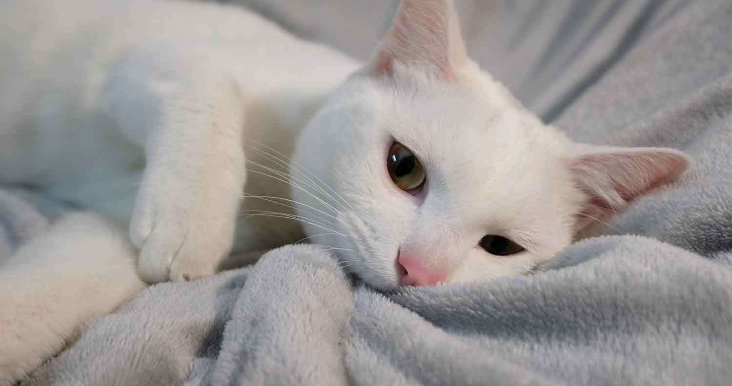 why do cats suck on blankets
