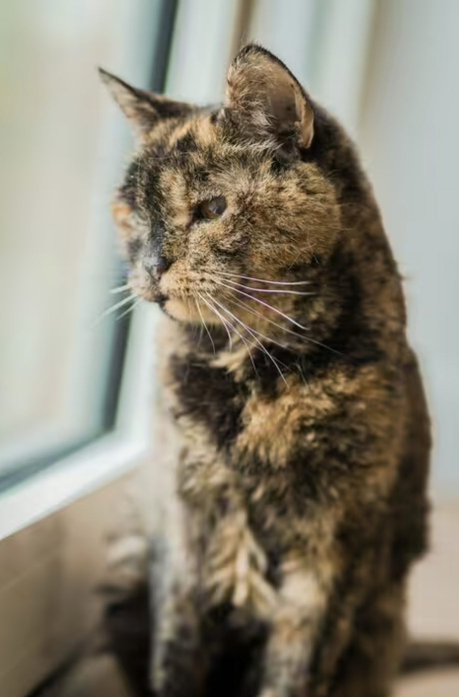 worlds oldest cat
