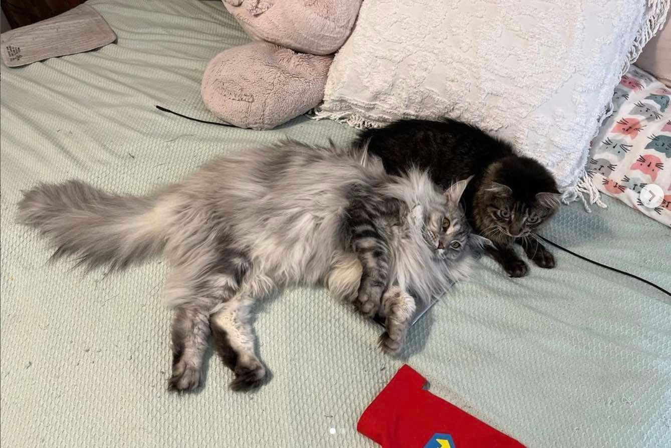 alice and ivar alice and ivar