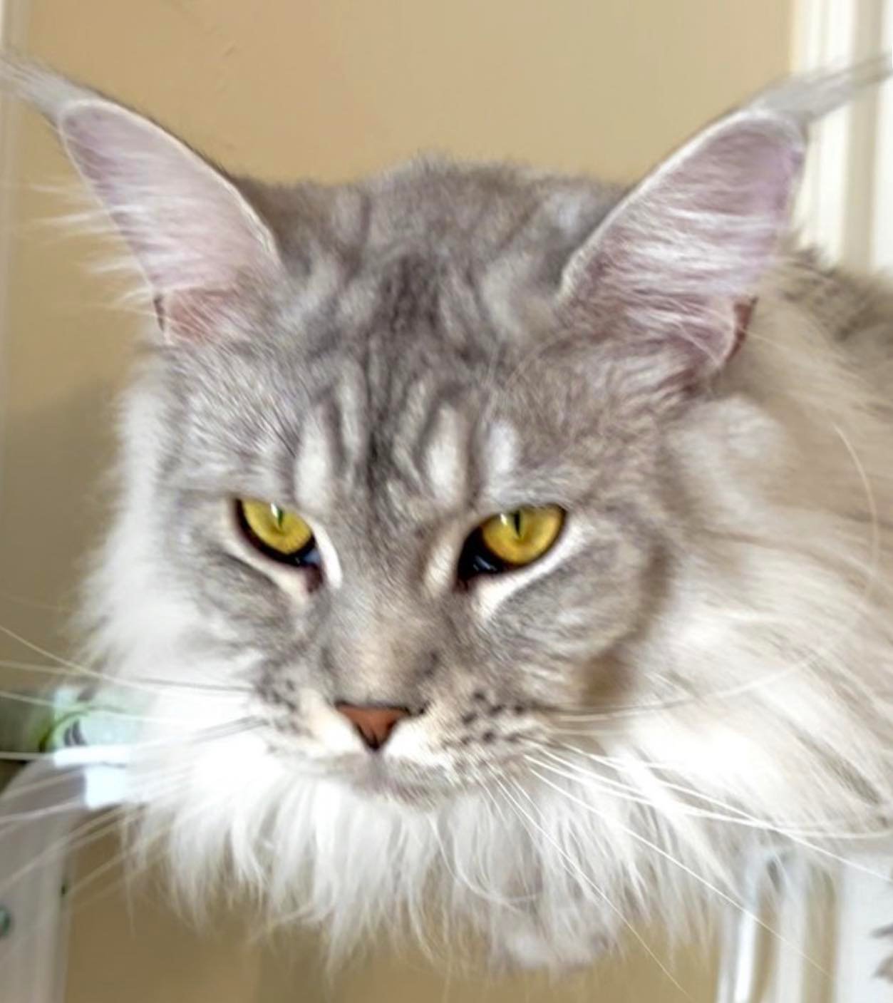 alice maine coon