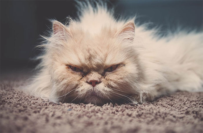 angriest cat