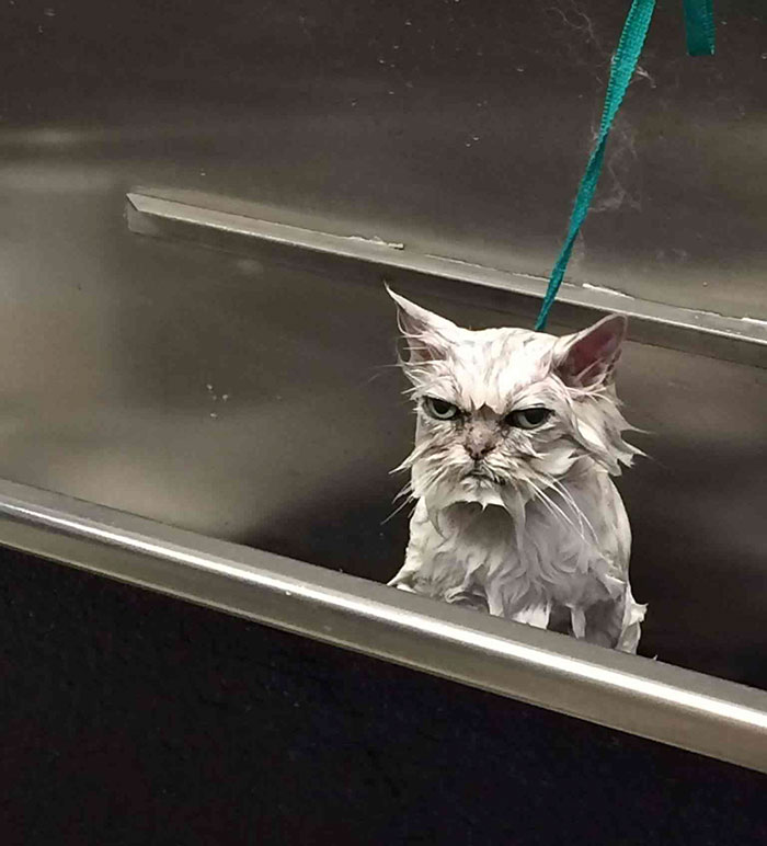 angriest cats ever