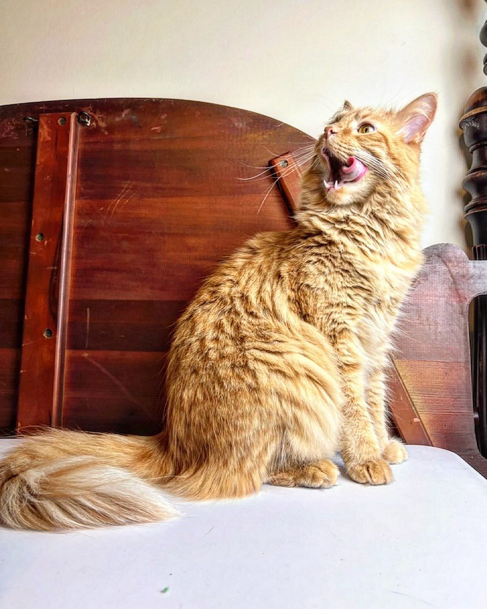 calcifer cat calcifer cat