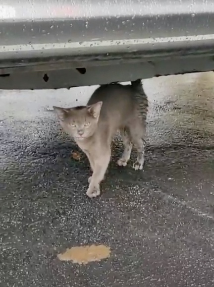 gray kitten under car