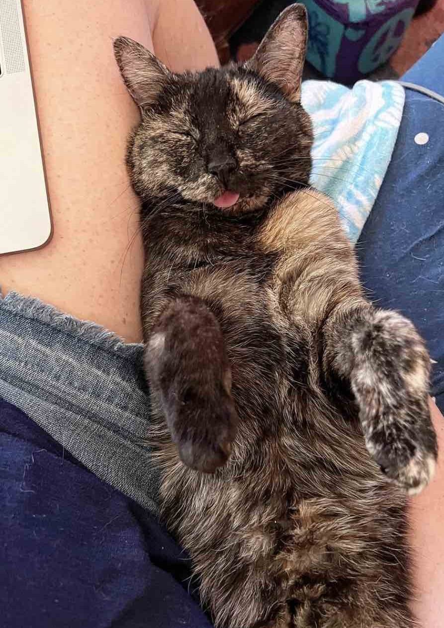 gremlin asleep gremlin asleep