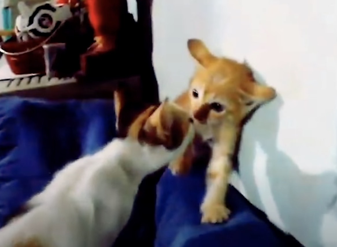 kitten meets friend