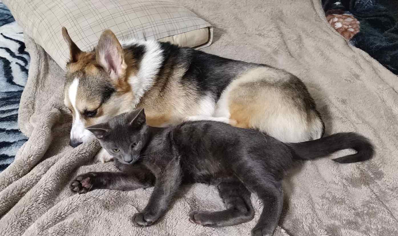 little gray kitten and dog